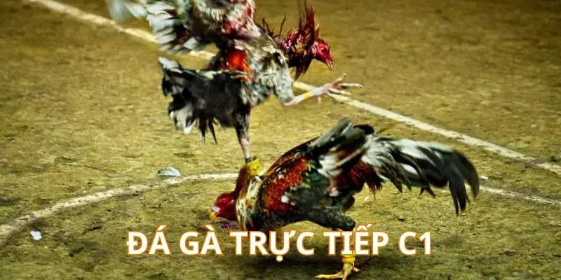 Đá Gà trực tiếp C1 tổ chức ở trường đấu Thomo