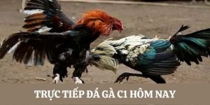 Sơ lược trực tiếp đá gà C1 hôm nay là gì 