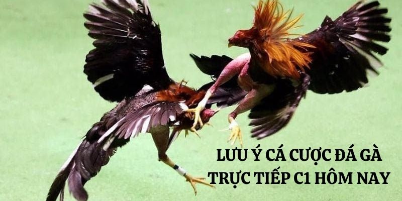 Lưu ý khi cá cược trực tiếp đá gà C1 hôm nay