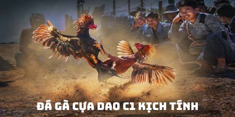 Đá gà cựa dao C1 siêu hấp dẫn 