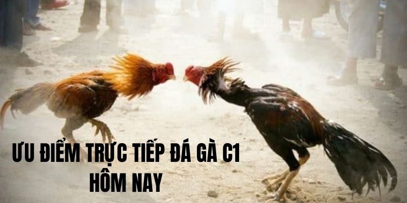 Vì sao trực tiếp đá gà C1 hôm nay lại thu hút người xem 